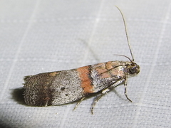 Acrobasis comptella