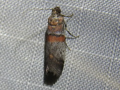 Acrobasis comptella