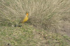 Macronyx capensis colletti