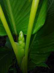 Goeppertia latifolia