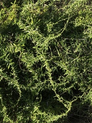 Metastelma arizonicum