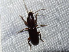 Stenomorphus californicus rufipes