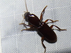 Stenomorphus californicus rufipes