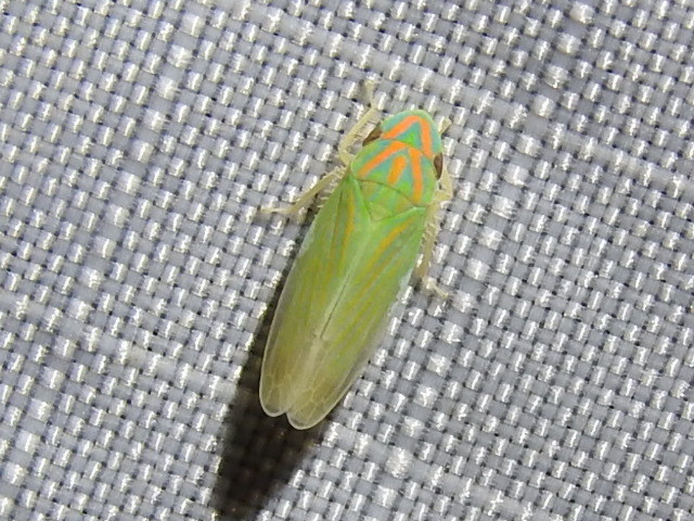 Spangbergiella vulnerata