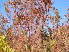 Leucadendron conicum