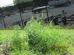 Crotalaria lanceolata