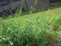 Crotalaria lanceolata