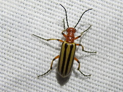 Pyrota bilineata