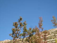 Leucadendron conicum
