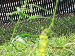 Crotalaria lanceolata