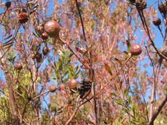 Leucadendron conicum