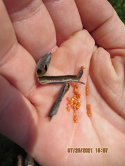 Crotalaria lanceolata