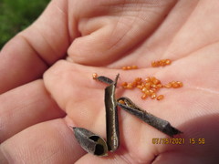 Crotalaria lanceolata