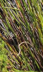 Sphenoeacus afer afer