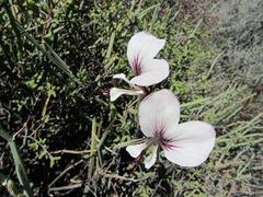 Pelargonium tetragonum