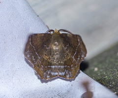 Garaeus