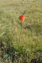 Kniphofia rooperi