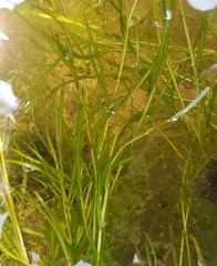 Potamogeton foliosus