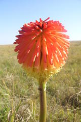 Kniphofia rooperi