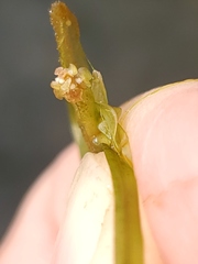Potamogeton foliosus