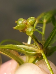 Potamogeton foliosus