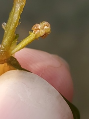 Potamogeton foliosus