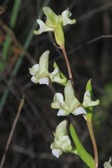 Disperis circumflexa aemula