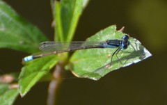 Ischnura heterosticta