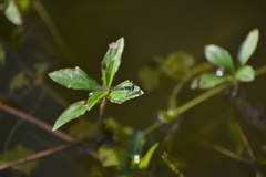 Ischnura heterosticta