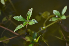 Ischnura heterosticta