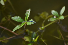 Ischnura heterosticta