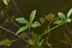 Ischnura heterosticta