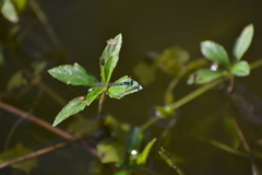 Ischnura heterosticta