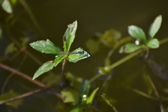 Ischnura heterosticta
