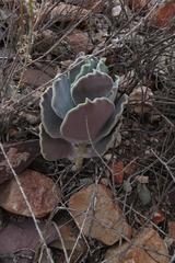 Cotyledon orbiculata orbiculata