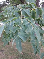Gymnocladus dioicus