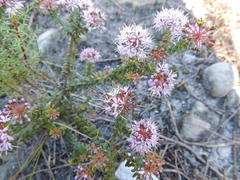 Agathosma lanceolata
