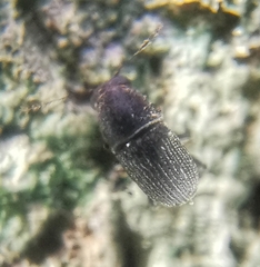 Choraginae