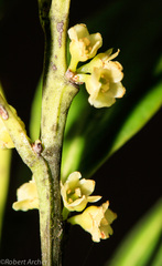 Robsonodendron eucleiforme