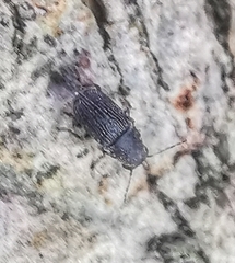 Choraginae