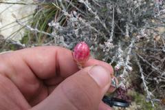 Syncarpha canescens canescens