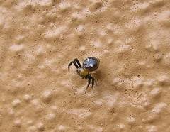 Synema marlothi