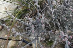 Syncarpha canescens canescens