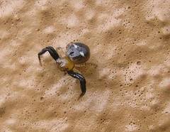 Synema marlothi