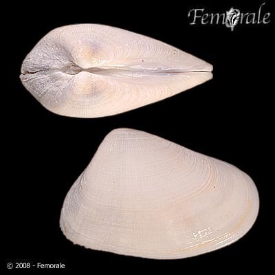 Gould Beanclam