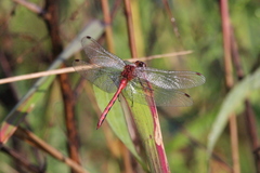 Sympetrum