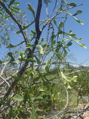 Ibervillea macdougalii