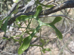 Ibervillea macdougalii