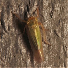 Cicadula