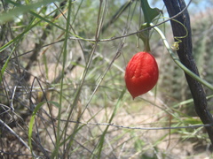 Ibervillea macdougalii